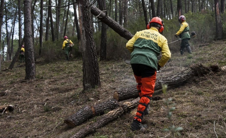 Região de Leiria aguarda há um ano resposta do ICNF para constituição de equipas de sapadores florestais